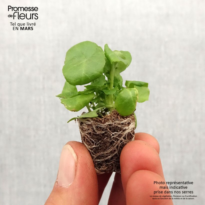 Amostra de Lobélia erinus Regatta Deep Blue Mini-motte Ø 1,5/2,5 cm tal como entregue na primavera