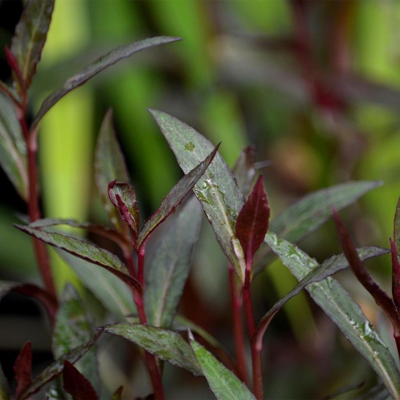 Lobelia fulgens Queen Victoria (Folhagem)