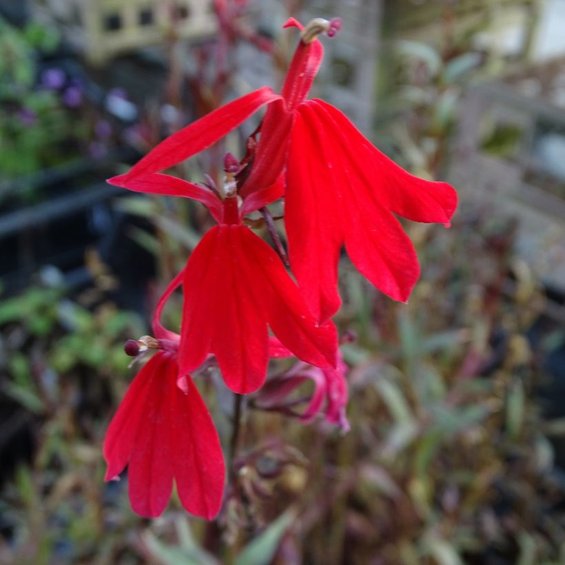 Lobelia fulgens Queen Victoria (Floração)