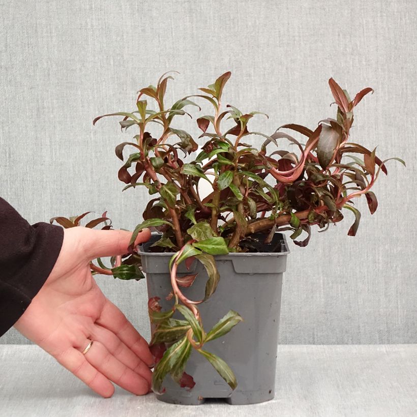 Amostra de Lobelia fulgens Queen Victoria Vaso de 2 L/3 L tal como entregue no outono