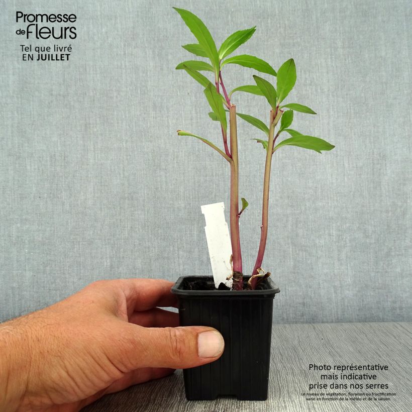 Amostra de Lobélia gerardii Vedrariensis Vaso de 8/9 cm tal como entregue no verão