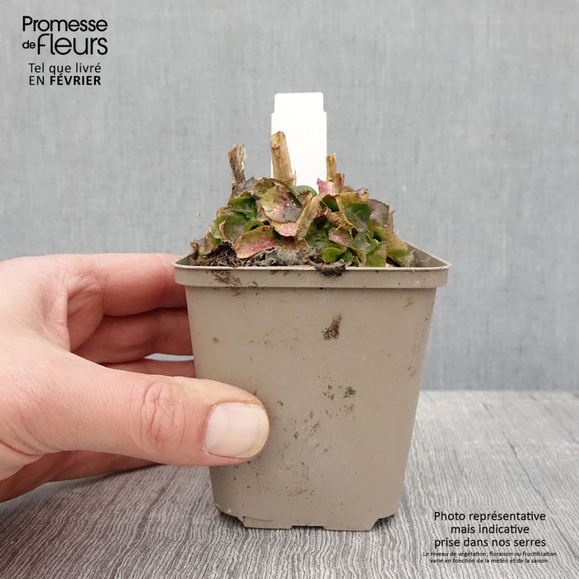 Amostra de Lobelia Hybride Monet Moment Vaso de 8/9 cm tal como entregue no inverno