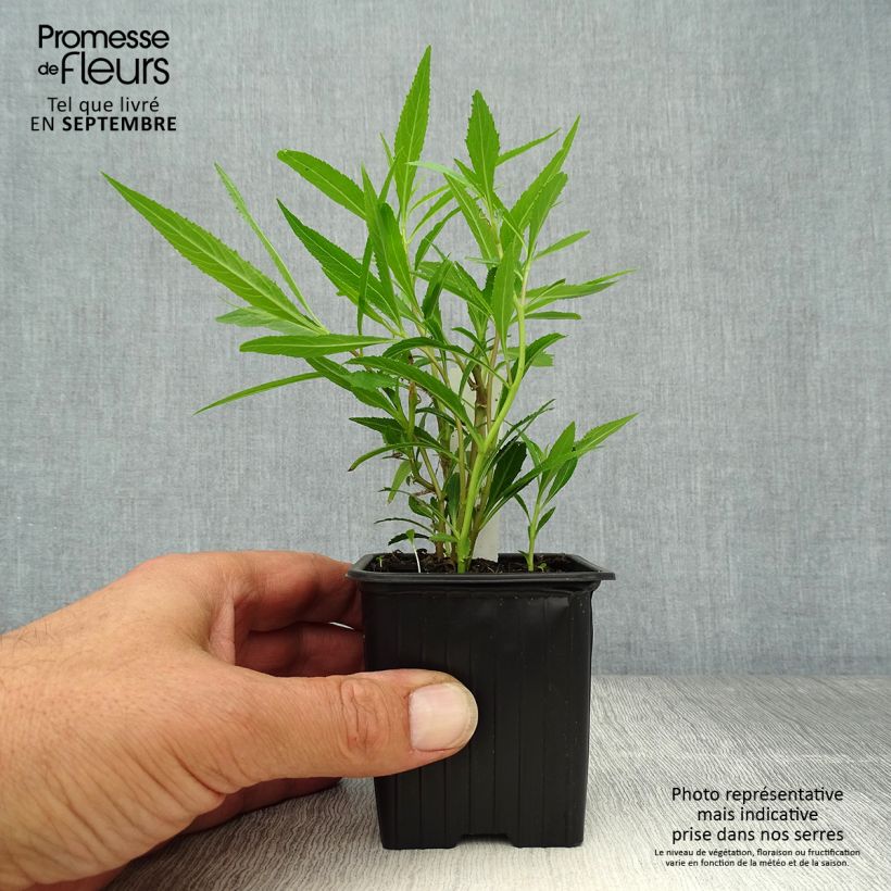 Amostra de Lobelia laxiflora Vaso de 8/9 cm tal como entregue no outono
