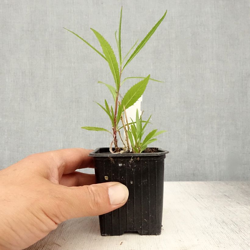 Amostra de Lobelia laxiflora Vaso de 8/9 cm tal como entregue no verão