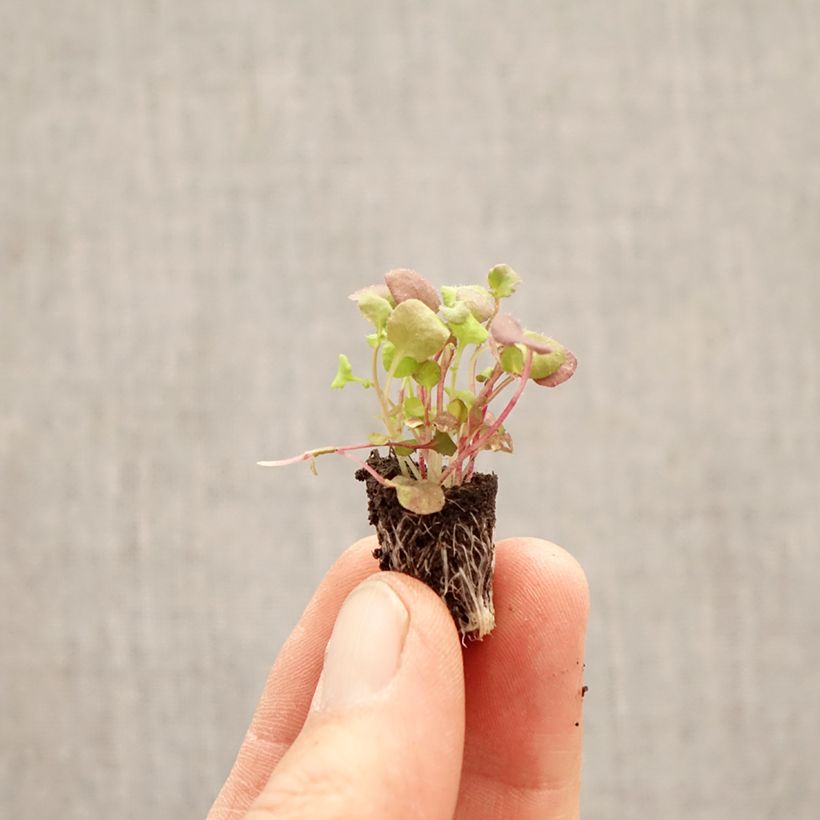 Amostra de Lobélia erinus pendula Regatta em mistura Mini-torrão Ø 1,5/2,5 cm tal como entregue na primavera