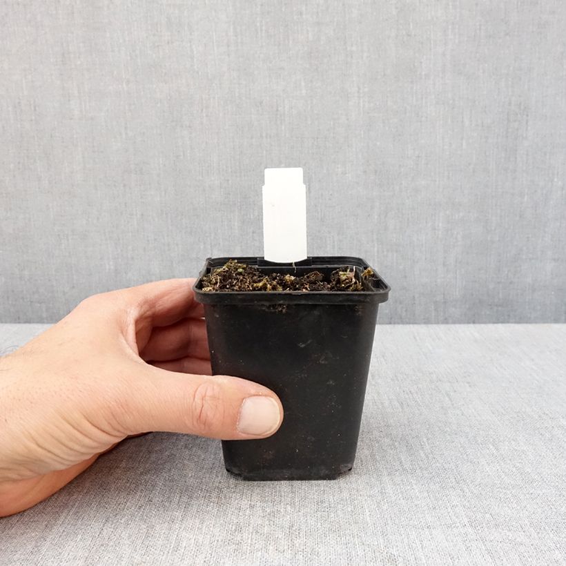 Amostra de Lobelia sessilifolia Vaso de 8/9 cm tal como entregue na primavera