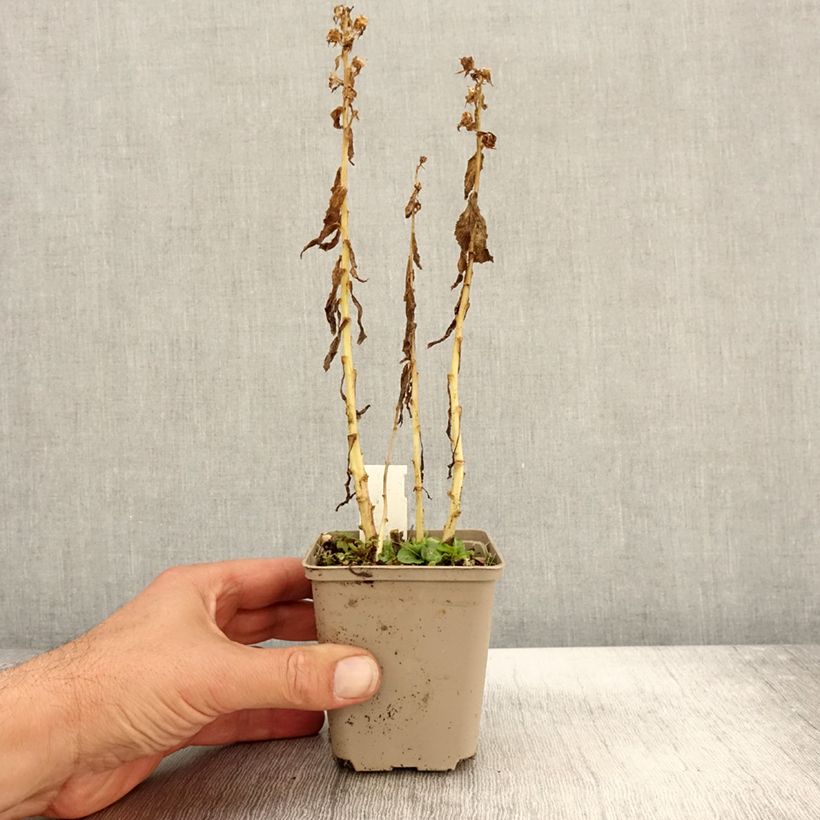 Amostra de Lobelia siphilitica Alba Vaso de 8/9 cm tal como entregue no outono