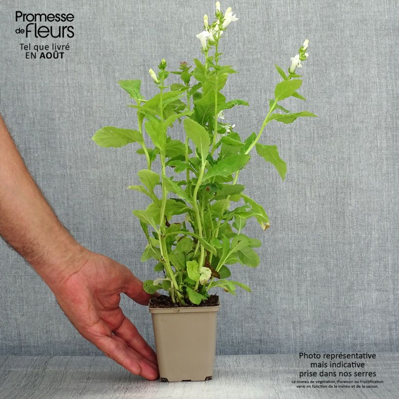 Amostra de Lobelia siphilitica Alba Vaso de 8/9 cm tal como entregue no verão
