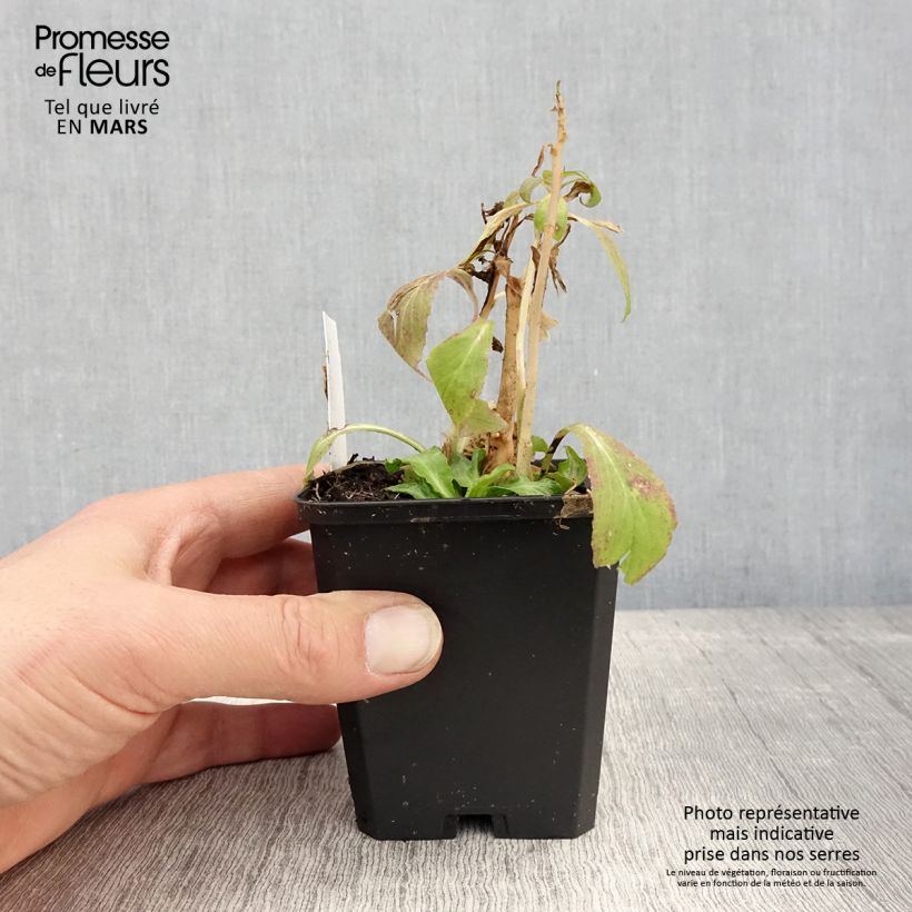 Amostra de Lobelia siphilitica Vaso de 8/9 cm tal como entregue na primavera