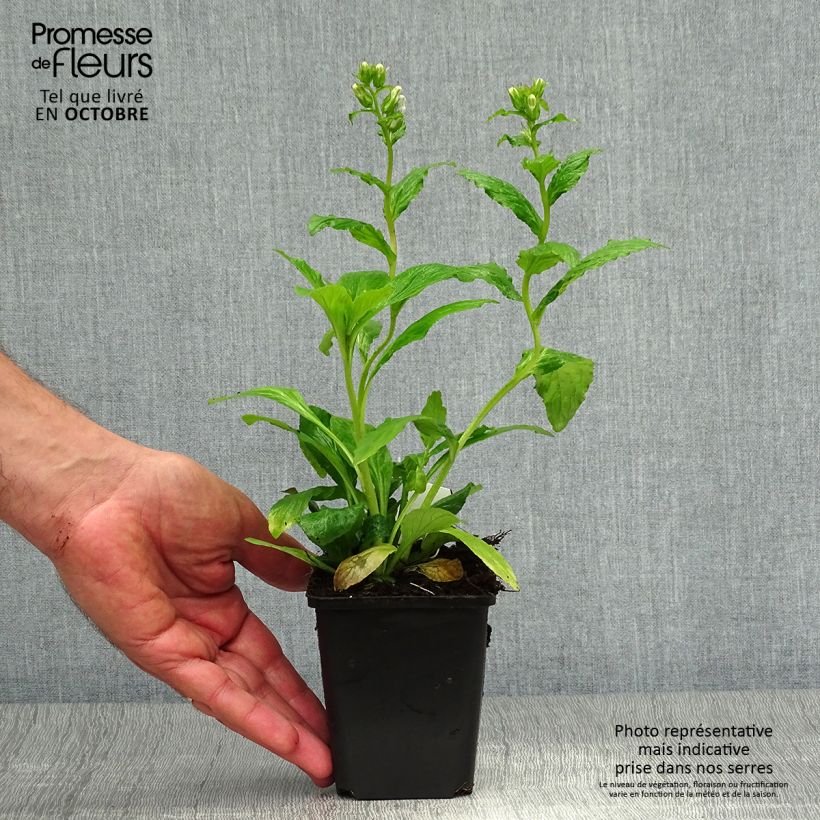 Amostra de Lobelia siphilitica Vaso de 8/9 cm tal como entregue no outono