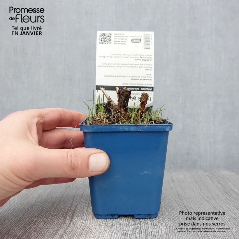 Amostra de Lobelia siphilitica Vaso de 8/9 cm tal como entregue no inverno