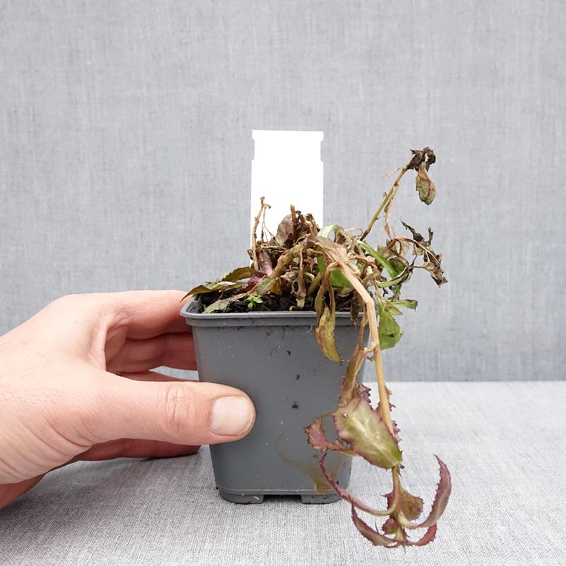 Amostra de Lobélia speciosa Fan Salmon Vaso de 8/9 cm tal como entregue no inverno