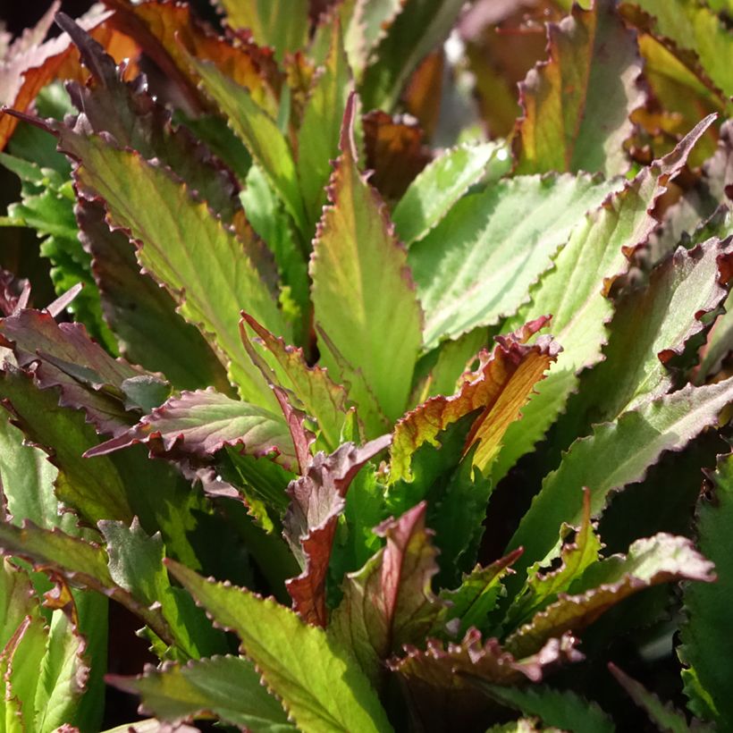 Lobélia speciosa Fan Salmon (Folhagem)