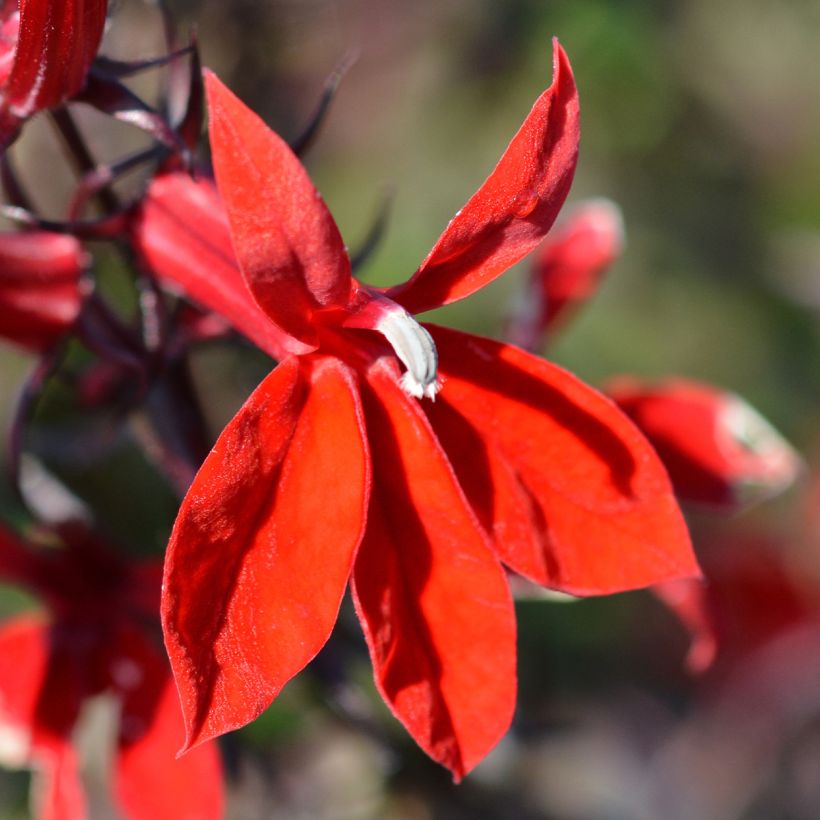 Lobelia speciosa Starship Scarlet (Floração)