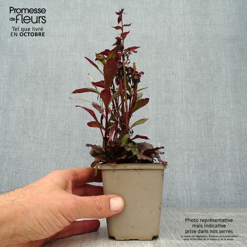 Amostra de Lobelia speciosa Starship Scarlet Godet de 8/9 cm tal como entregue no outono