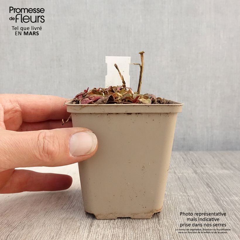 Amostra de Lobelia speciosa Starship Scarlet Vaso de 8/9 cm tal como entregue na primavera