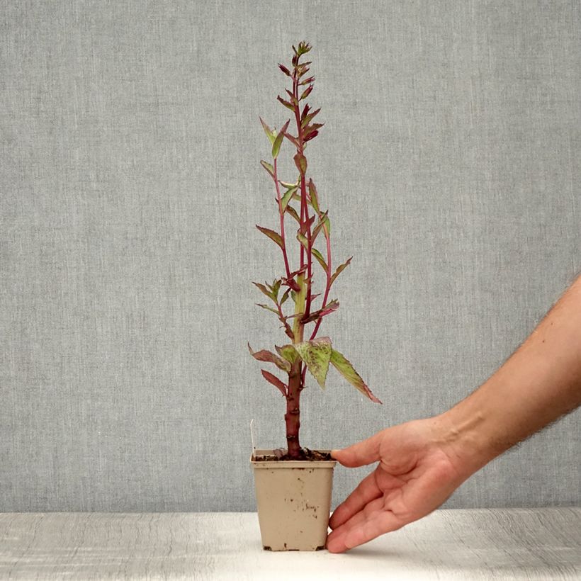 Amostra de Lobélia speciosa Tania Vaso de 7/8 cm tal como entregue no verão