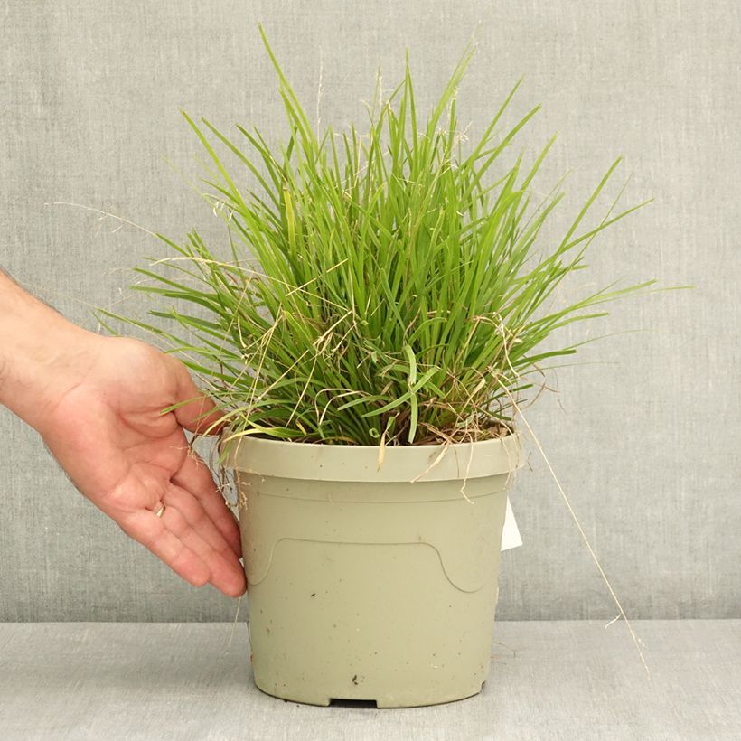 Amostra de Lomandra longifolia Miner's Gold Vaso de 3 L/4 L tal como entregue no verão
