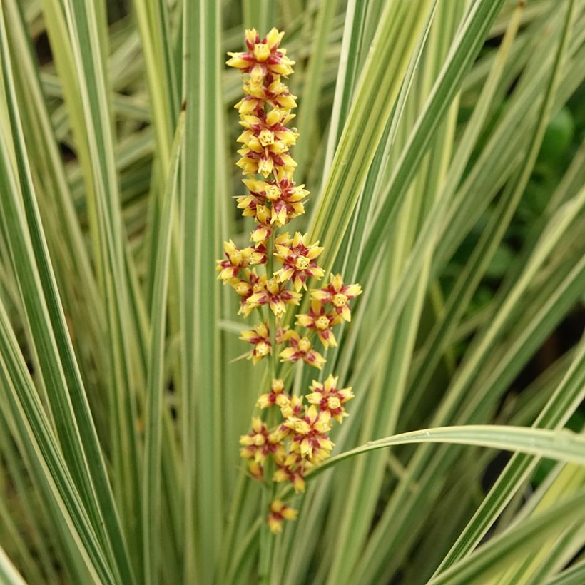 Lomandra longifolia White Sands (Floração)