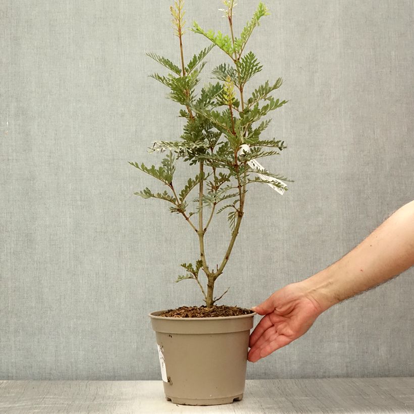 Amostra de Lomatia ferruginea Vaso de 3 L/4 L tal como entregue no verão