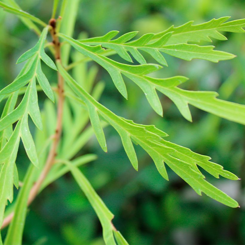 Lomatia silaifolia (Folhagem)