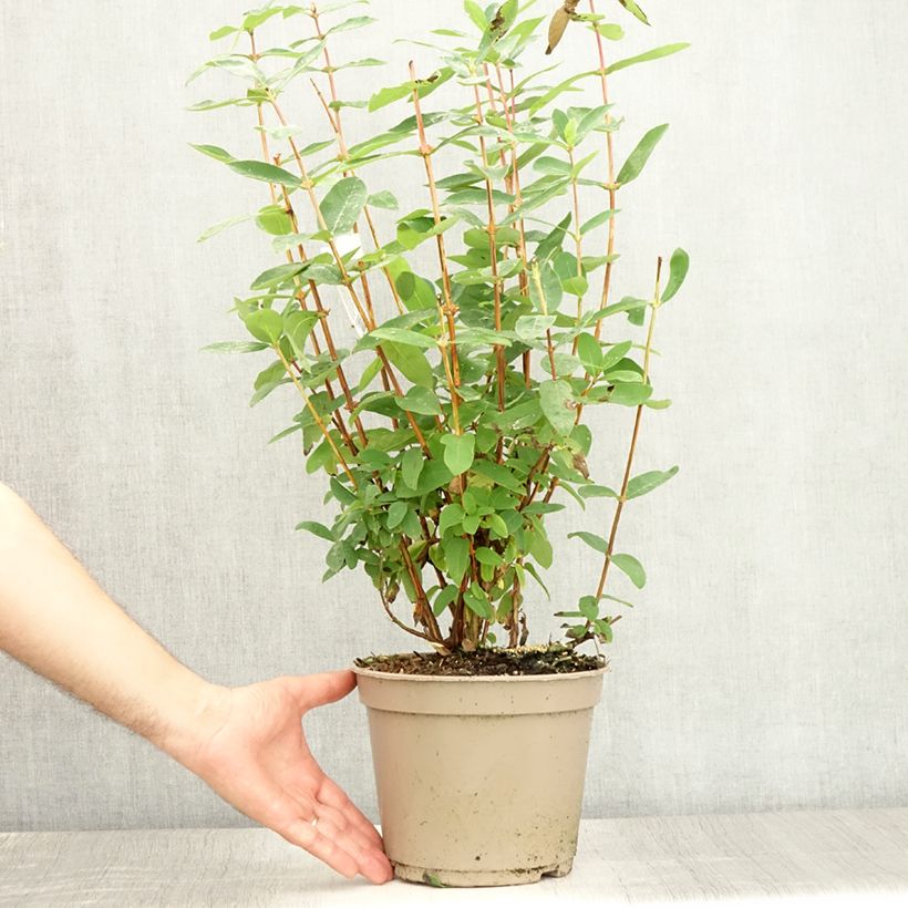 Amostra de Lonicera caerulea var. kamtschatica Boreal Beauty Vaso de 3 L/4 L tal como entregue no verão