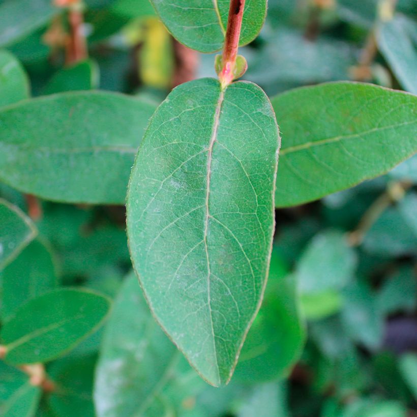 Lonicera caerulea var. kamtschatica Boreal Beauty (Folhagem)