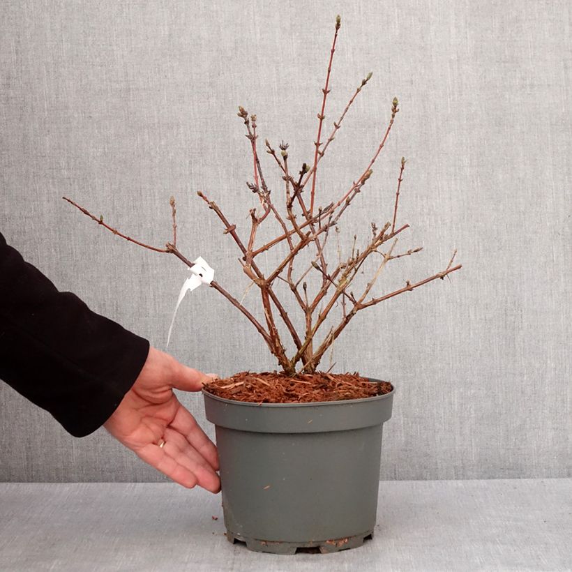 Amostra de Lonicera caerulea caerulea var. kamtschatica  Zojka - Baie de mai Vaso de 3 L/4 L, Tufo tal como entregue no inverno