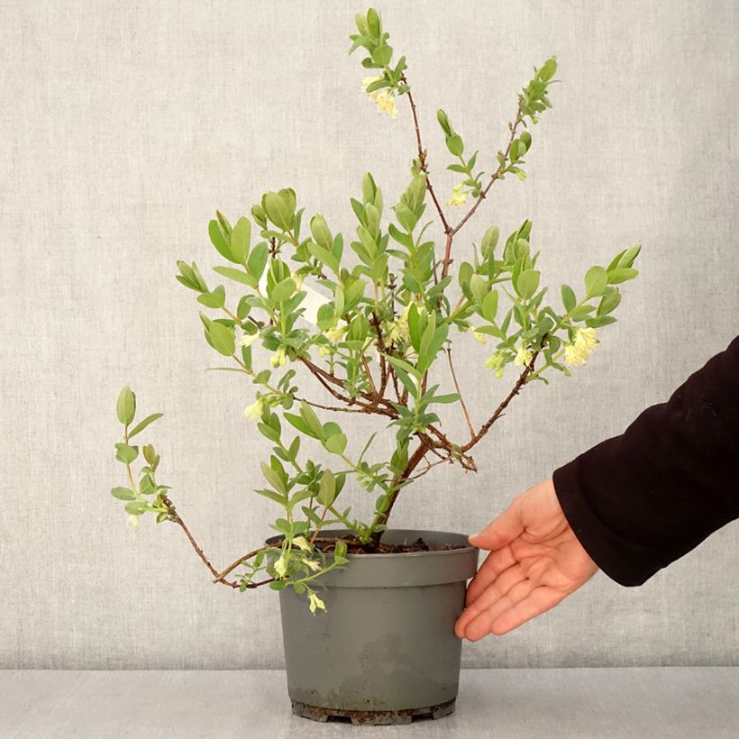 Amostra de Madressilva azul Zojka - Lonicera caerulea Vaso de 3 L/4 L, Tufo tal como entregue na primavera