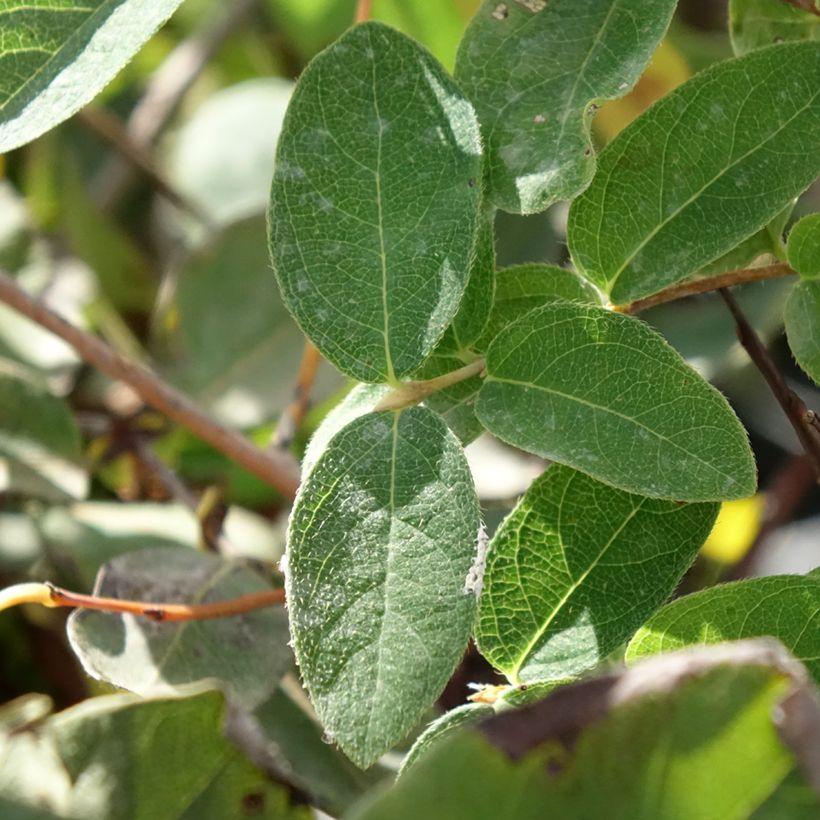 Madressilva azul Zojka - Lonicera caerulea (Folhagem)