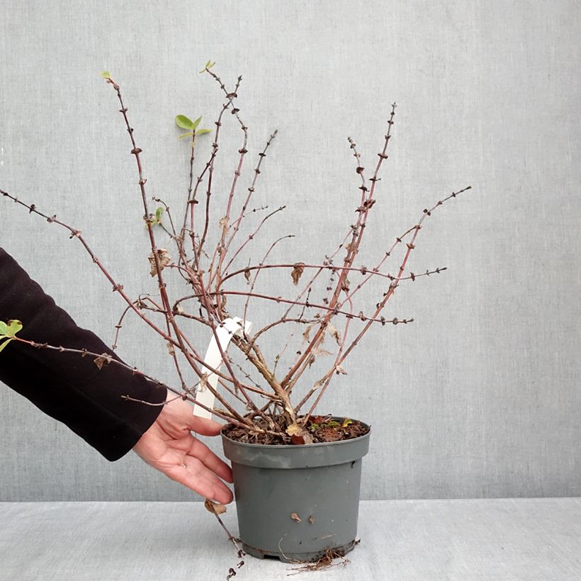 Amostra de Madressilva azul Zojka - Lonicera caerulea Vaso de 3 L/4 L, Tufo tal como entregue no outono