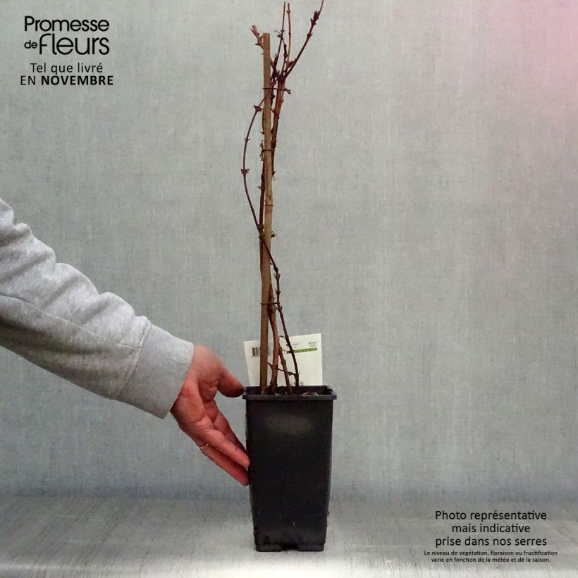 Amostra de Lonicera caerulea subsp. kamtschatica Vaso de 1,5 L/2 L tal como entregue no outono