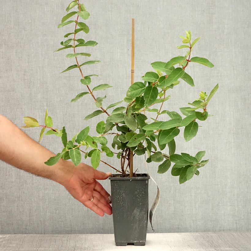 Amostra de Lonicera caerulea subsp. kamtschatica Vaso de 1,5 L/2 L tal como entregue no verão