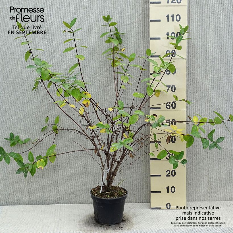 Amostra de Lonicera caerulea var. kamtschatica Strawberry Sensation Vaso de 3 L/4 L tal como entregue no outono