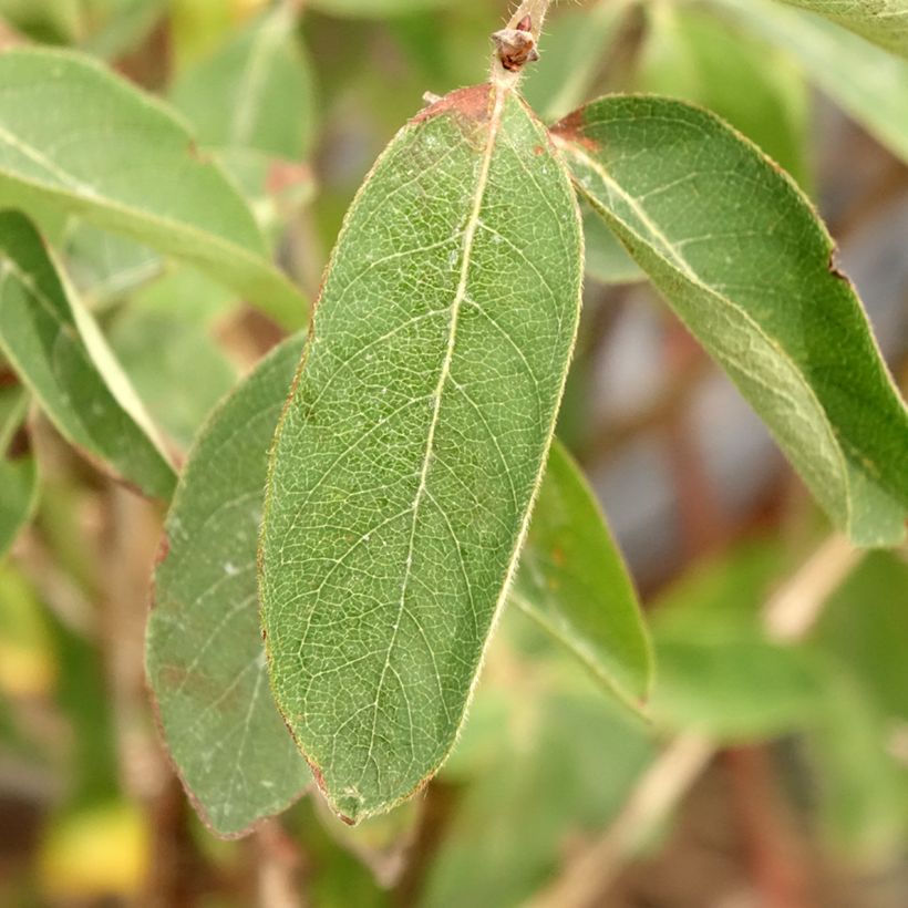 Madressilva azul Altaj - Lonicera caerulea (Folhagem)