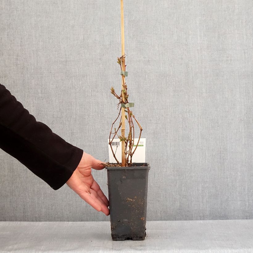 Amostra de Lonicera caerulea var. kamtschatica Altaj - Baie de mai Vaso de 1,5 L/2 L, Arbusto tal como entregue no inverno