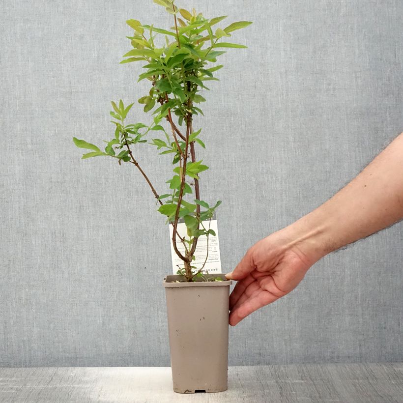 Amostra de Madressilva azul Altaj - Lonicera caerulea Vaso de 1,5 L/2 L, Arbusto tal como entregue na primavera