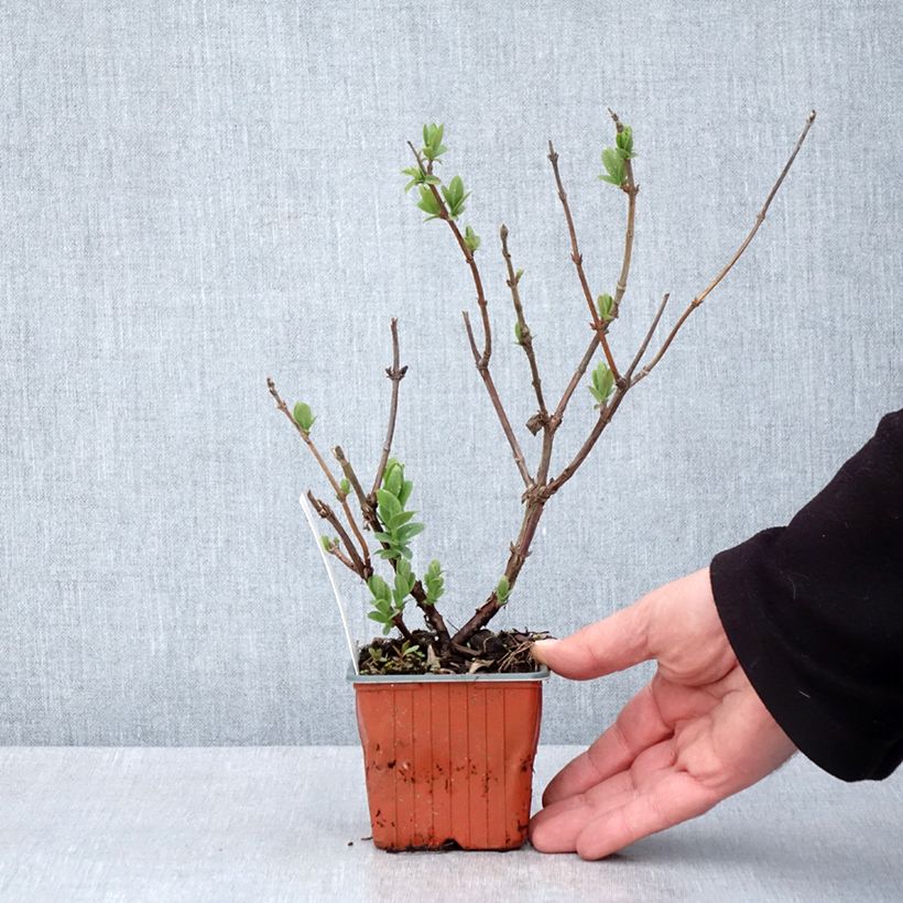 Amostra de Madressilva-azul Blue Velvet - Lonicera caerulea Vaso de 8/9 cm tal como entregue na primavera