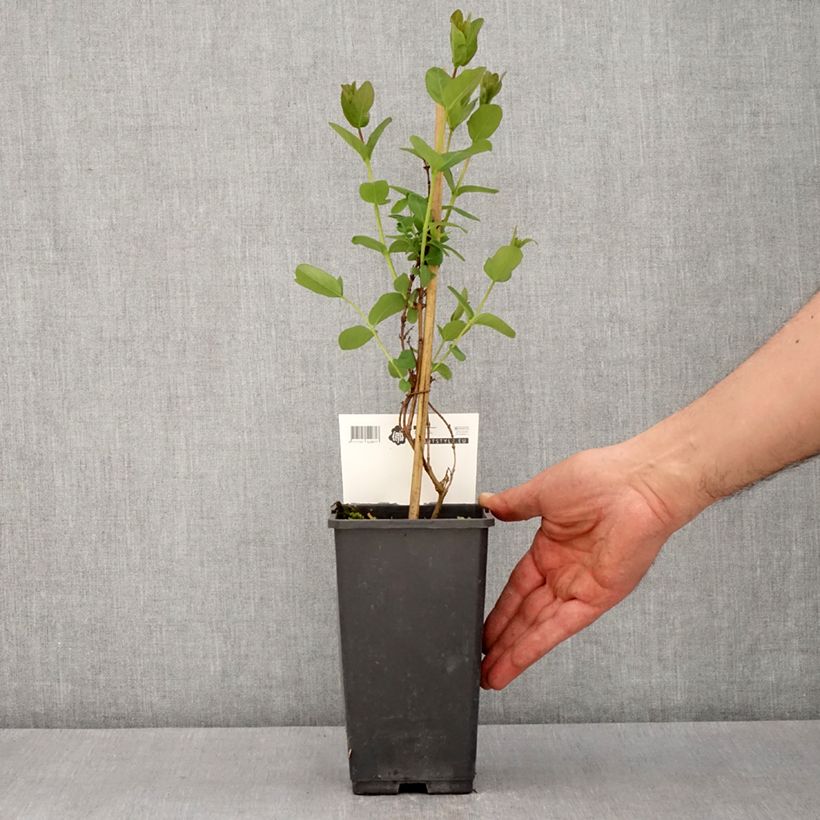 Amostra de Madressilva azul Martin - Lonicera caerulea Vaso de 1,5 L/2 L, Arbusto tal como entregue na primavera