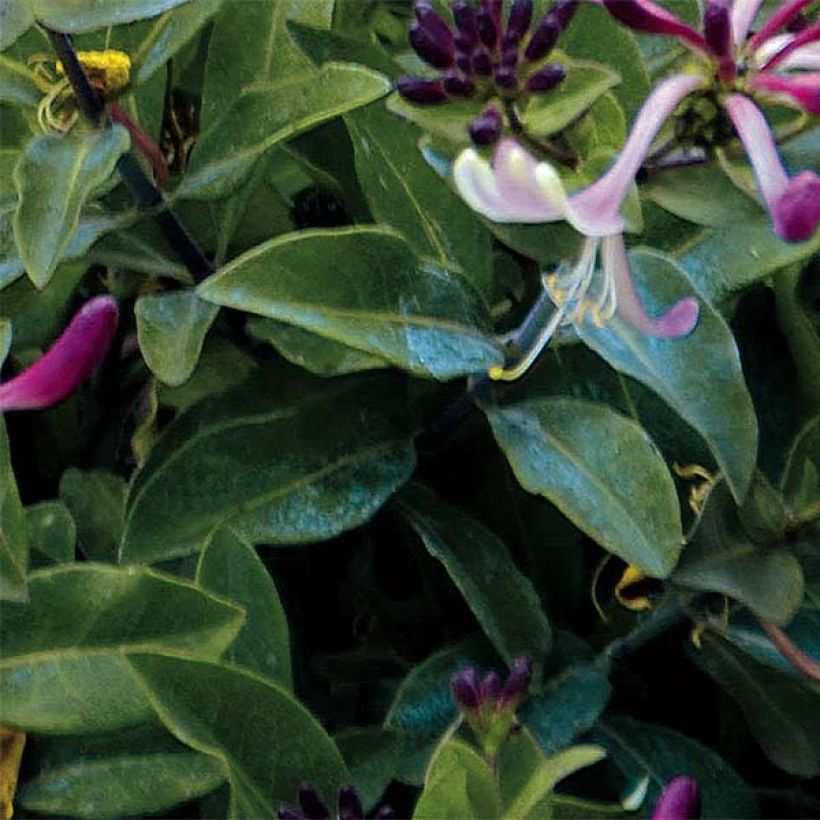 Madressilva-dos-bosques Chic et Choc - Lonicera periclymenum (Folhagem)