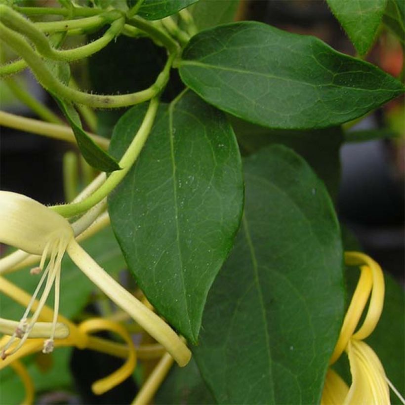 Lonicera similis var. delavayi (Folhagem)