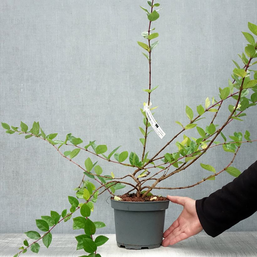 Amostra de Lonicera fragrantissima Vaso de 2 L/3 L tal como entregue no outono