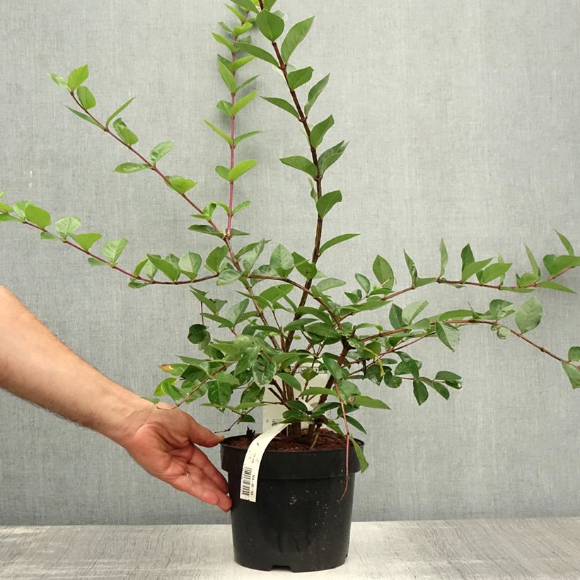 Amostra de Lonicera fragrantissima Vaso de 2 L/3 L tal como entregue no verão