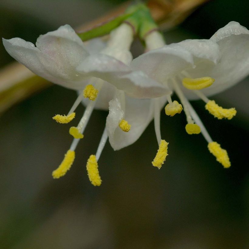 Lonicera fragrantissima (Floração)