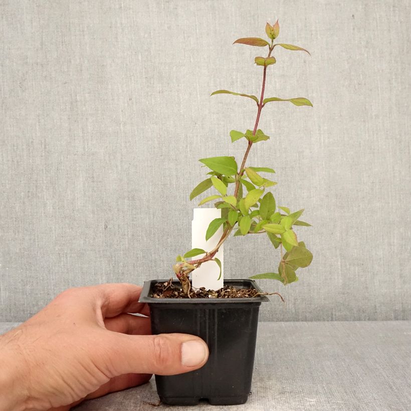 Amostra de Lonicera fragrantissima Vaso de 8/9 cm tal como entregue na primavera
