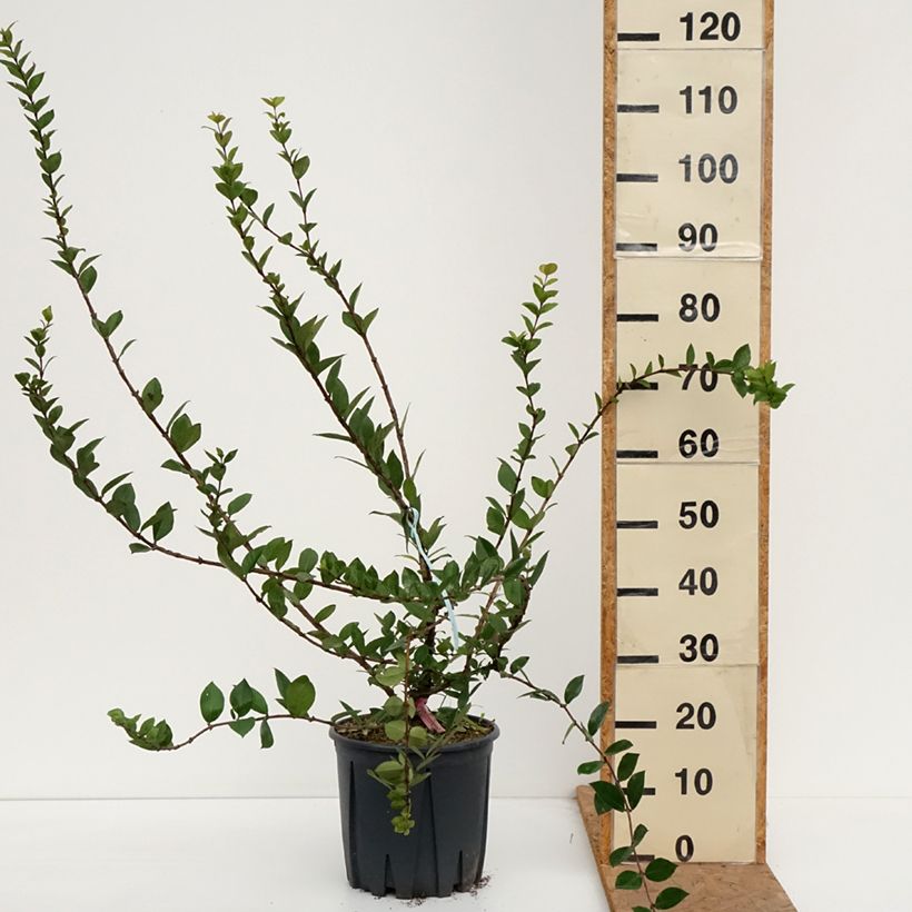 Amostra de Lonicera fragrantissima Vaso de 7,5 L/10 L tal como entregue no outono