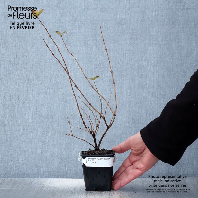 Amostra de Lonicera fragrantissima Vaso de 8/9 cm tal como entregue no inverno