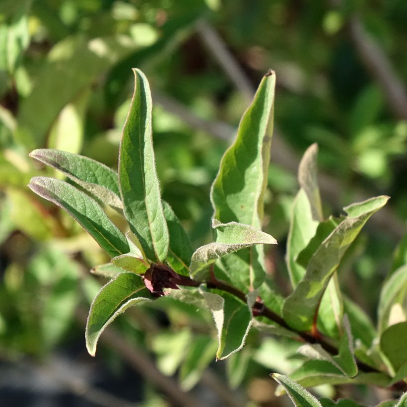 Lonicera involucrata var. ledebourii (Folhagem)