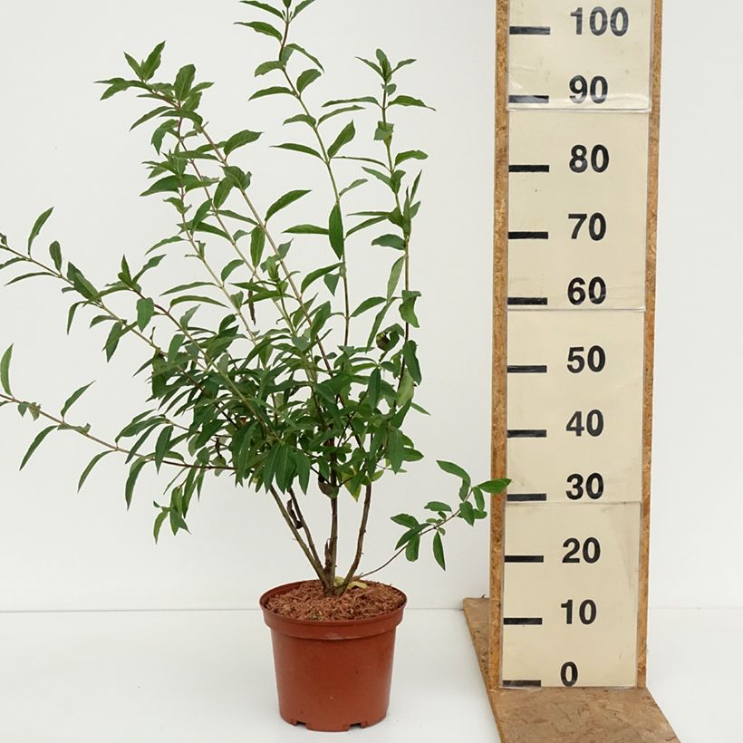 Amostra de Lonicera involucrata var. ledebourii Vaso de 4 L/5 L tal como entregue no outono