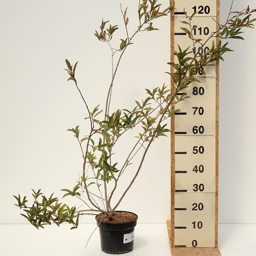 Amostra de Lonicera involucrata var. ledebourii Vaso de 4 L/5 L tal como entregue no verão